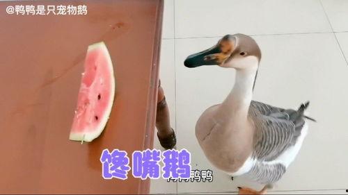 不吃瓜吃鹅,告别瓜果，拥抱鹅宴新风尚