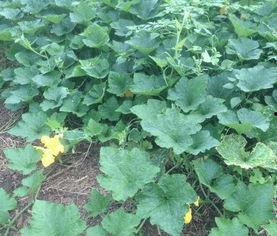 新森林鲜花吃瓜,一场别开生面的吃瓜盛宴