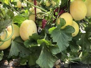 最近界首吃瓜事件,一场引发全民热议的网络狂欢