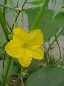 吃瓜花落了还长吗,揭秘植物生长的奇妙循环