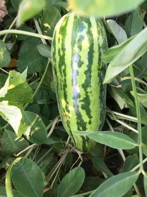 吃瓜大花,揭秘娱乐圈幕后故事