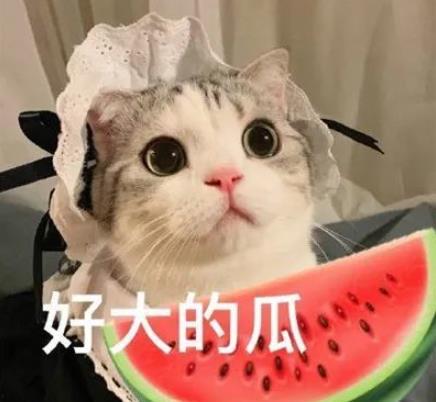 带你吃瓜花猫,带你领略“吃瓜花猫”的独特魅力