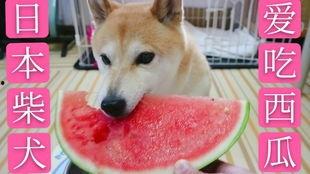 柴犬吃瓜,萌宠美食瞬间