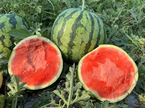 吃瓜吃得什么瓜,那些吃瓜群众津津乐道的瓜事大盘点