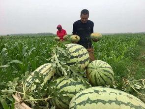 吃瓜群众湖北,吃瓜群众眼中的荆楚大地