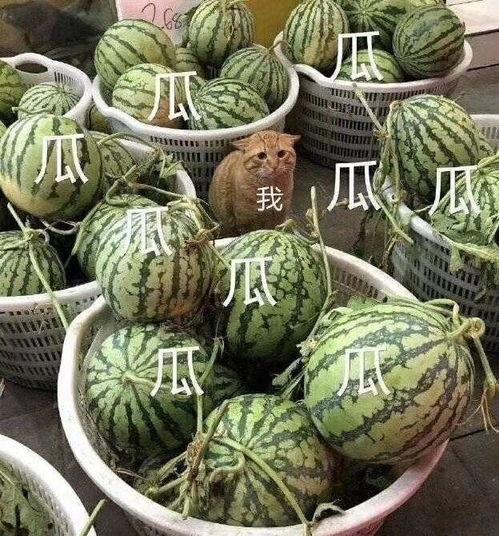 生气吃瓜头像,揭秘网络流行“生气吃瓜”头像背后的故事