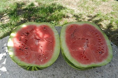 梦见在瓜地里吃瓜