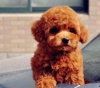 泰迪吃小瓜,泰迪狗狗的夏日小瓜美食之旅  第2张