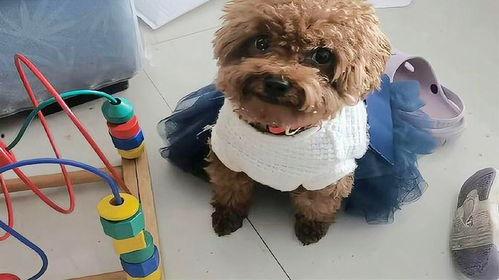 泰迪吃小瓜,泰迪狗狗的夏日小瓜美食之旅  第3张