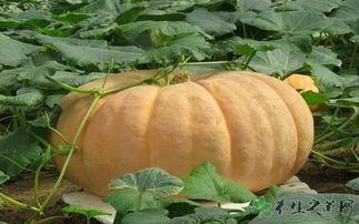 吃方瓜胀气吗,方瓜食用后是否会引起胀气？揭秘常见疑问  第3张